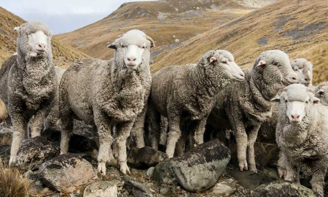 Wool Sheep - The Schneider Group - 1080x650