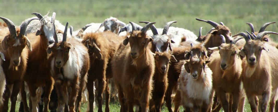 Cashmere goats Mongolia