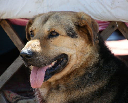 Mongolian herding dog