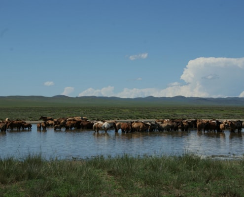 Horses in Mongolian Steppe