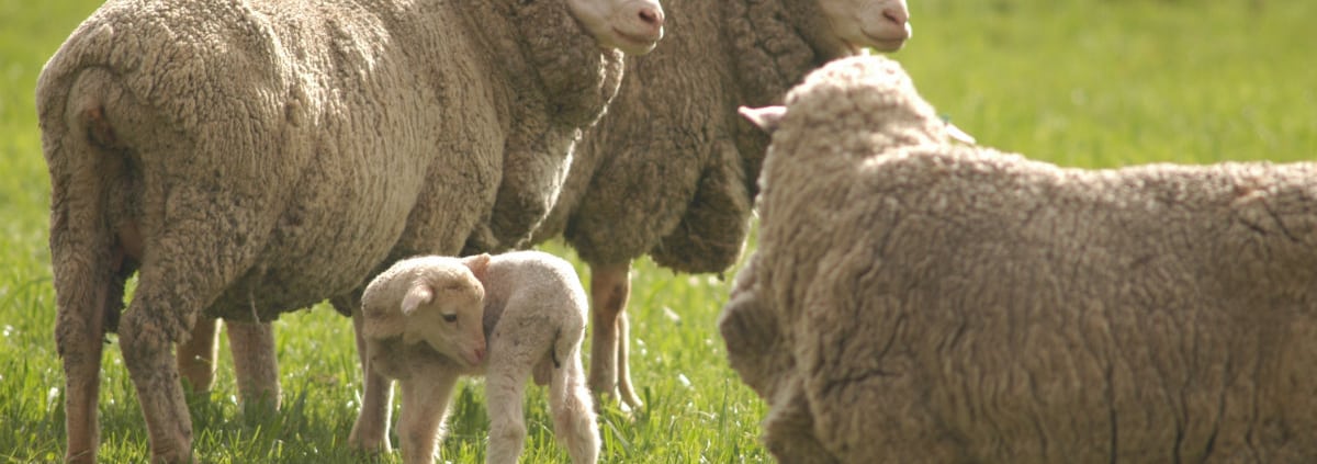 Wool Levy Discussion in Australia 2018 Authentico
