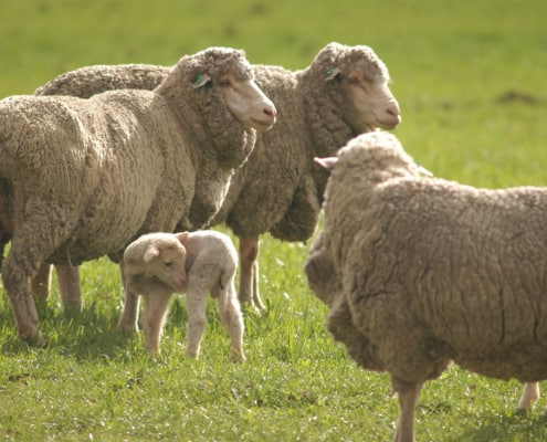 Wool Levy Discussion in Australia 2018 Authentico