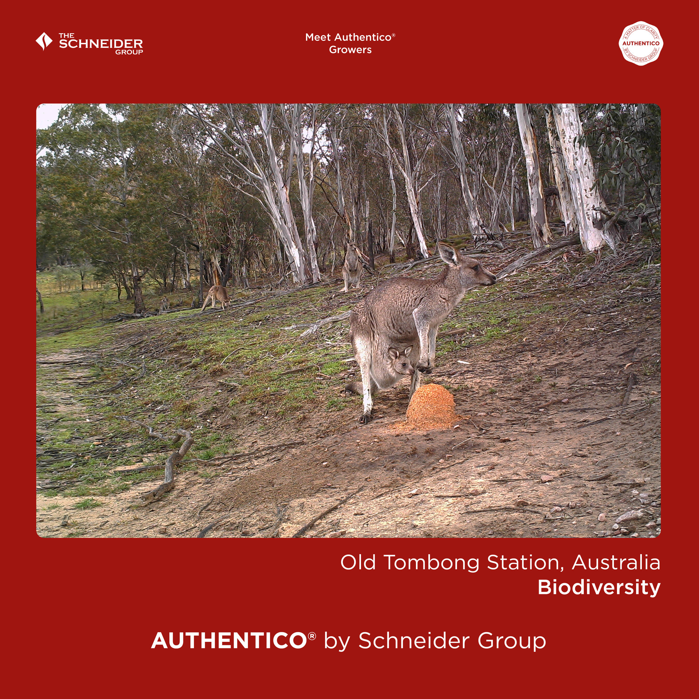 Authentico_Growers_Australia_10_risultato